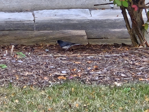 Dark-eyed Junco