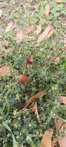 Oval Leaf Knotweed