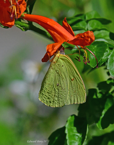 Cloudless Sulphur