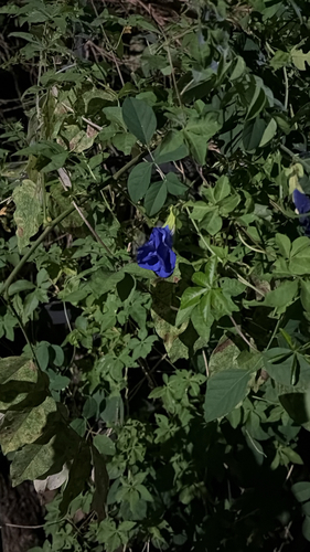 Clitoria ternatea observed 2026-10-26