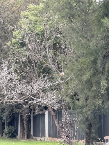 Mosquero cardenal