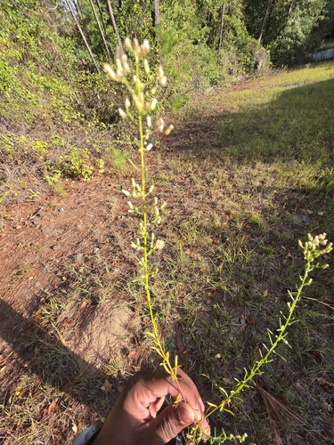 horseweed