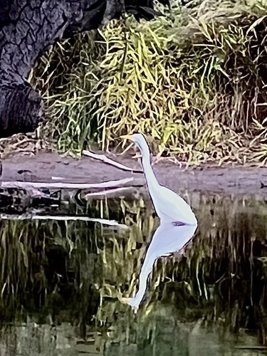 Great Egret