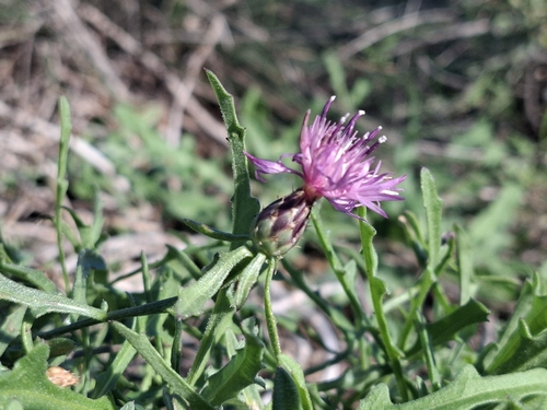Centaurea aspera, 2026-10-26