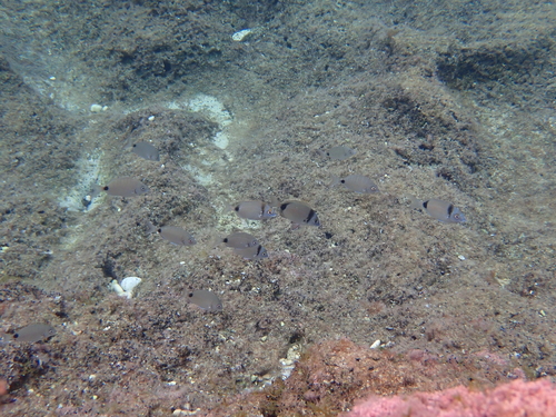 Diplodus observed 2026-10-25