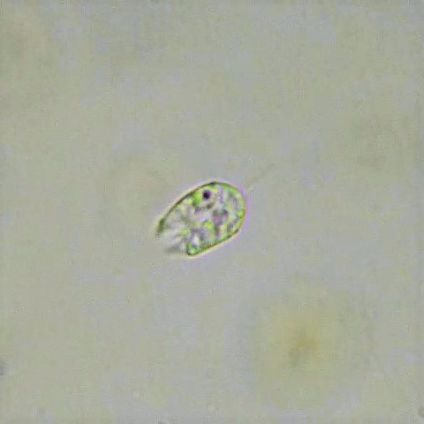 Collodictyonidae