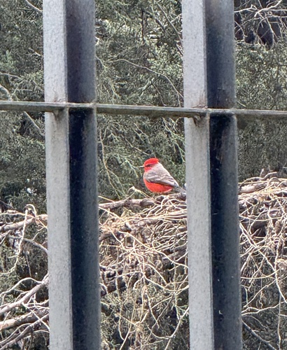 Mosquero cardenal