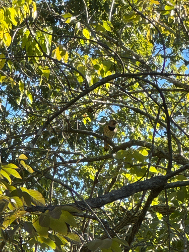 Northern Flicker