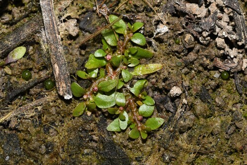 Elatine gratioloides, 2026-09-16