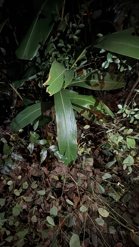 Alpinia zerumbet observed 2026-10-26