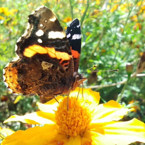 Red Admiral
