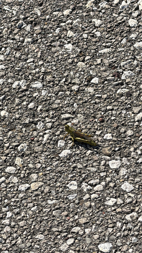 Differential Grasshopper