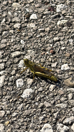 Differential Grasshopper