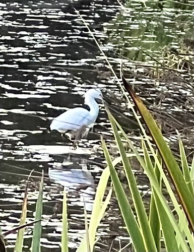 Snowy Egret
