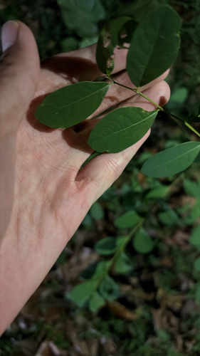Flueggea virosa observed 2026-10-26