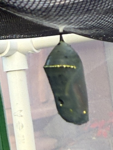 Monarch