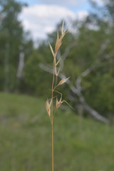 Helictotrichon desertorum