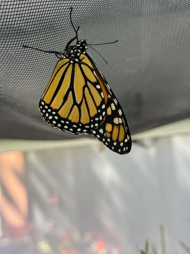 Monarch