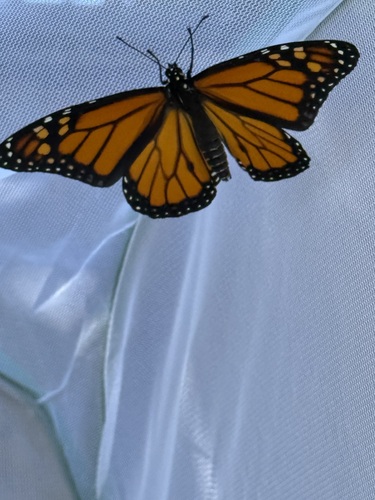 Monarch