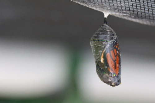 Monarch