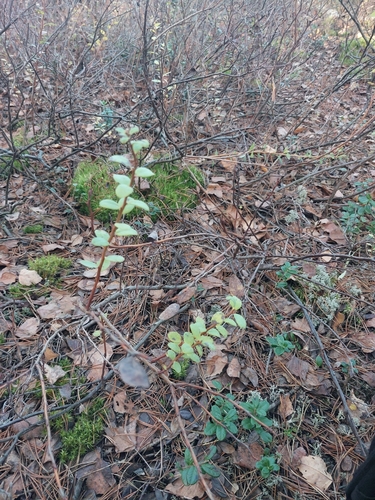 Vaccinium uliginosum observed 2026-10-26