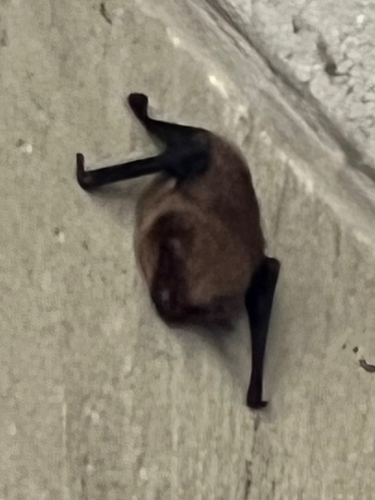 Eptesicus fuscus observed 2026-10-26