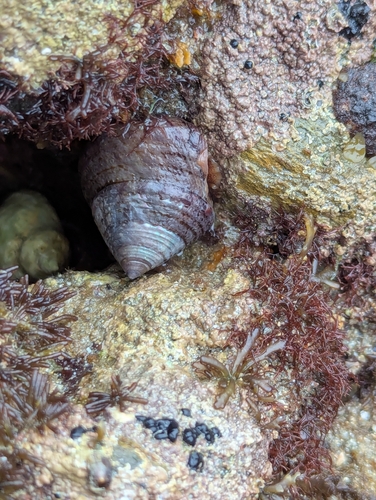 Calliostoma zizyphinum observed 2026-10-26