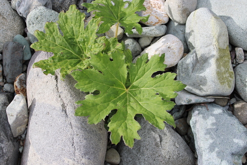 Petasites frigidus observed 2026-10-25