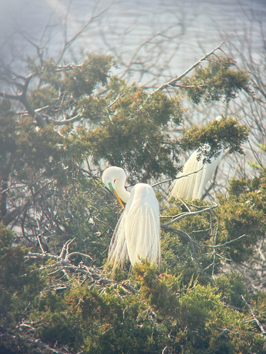 Great Egret