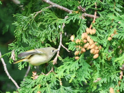 Ruby-crowned Kinglet
