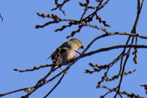 American Goldfinch