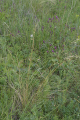 Helictotrichon desertorum