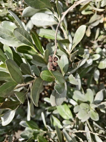 Terminalia observed 2026-10-26