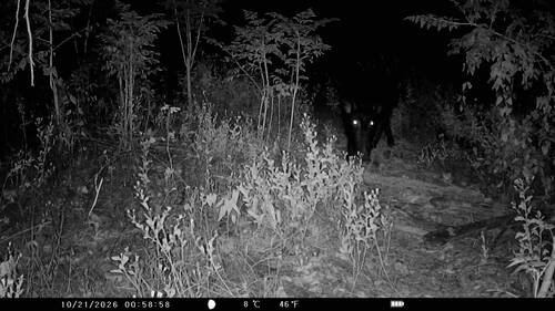 Eurasian Wild Pig