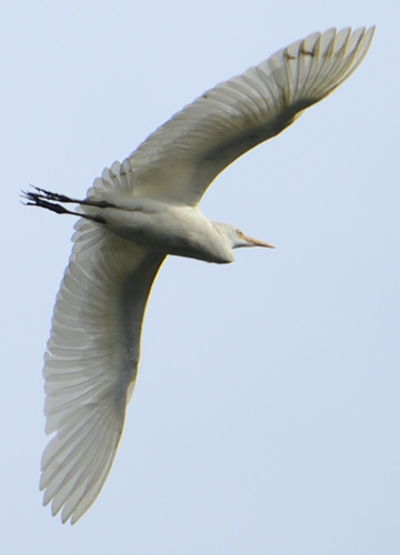 Ardea ibis
