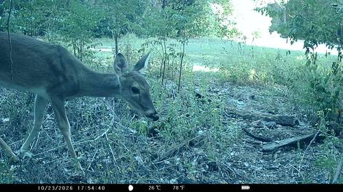 White-tailed Deer