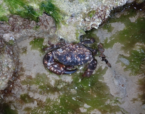 Ozius truncatus observed 2026-10-26