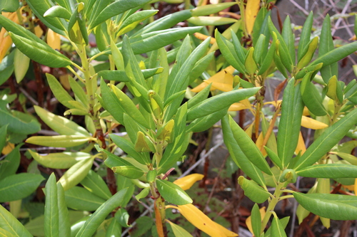 Rhododendron macrophyllum, 2026-10-25