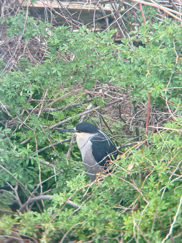 Black-crowned Night Heron