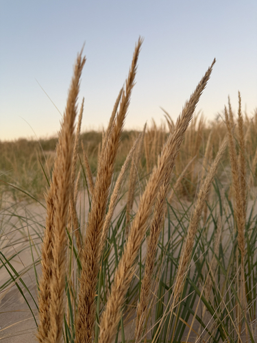 American marram grass