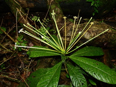 Tocoyena longiflora