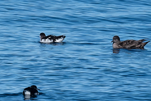 Puffinus puffinus, 2026-10-25
