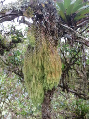 Phlegmariurus linifolius