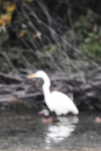 Great Egret