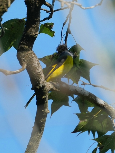 Pericrocotus solaris observed 2026-10-25