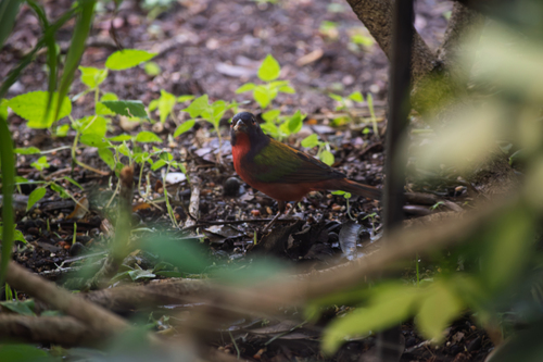 Painted Bunting