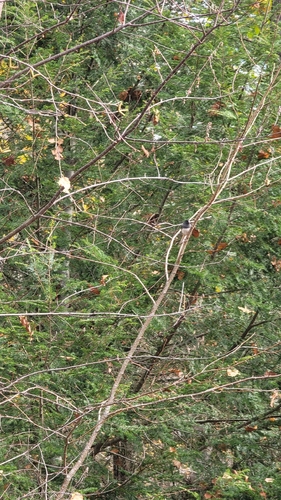 Dark-eyed Junco