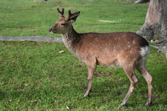Cervus nippon