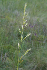 Helictochloa hookeri schelliana