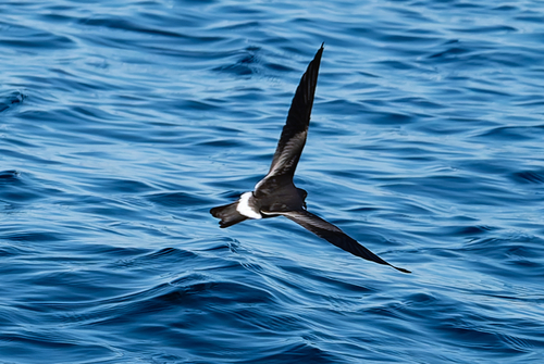 Oceanodroma observed 2026-10-25